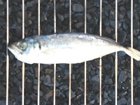 �K�X�R�����p�|�Y�i���j